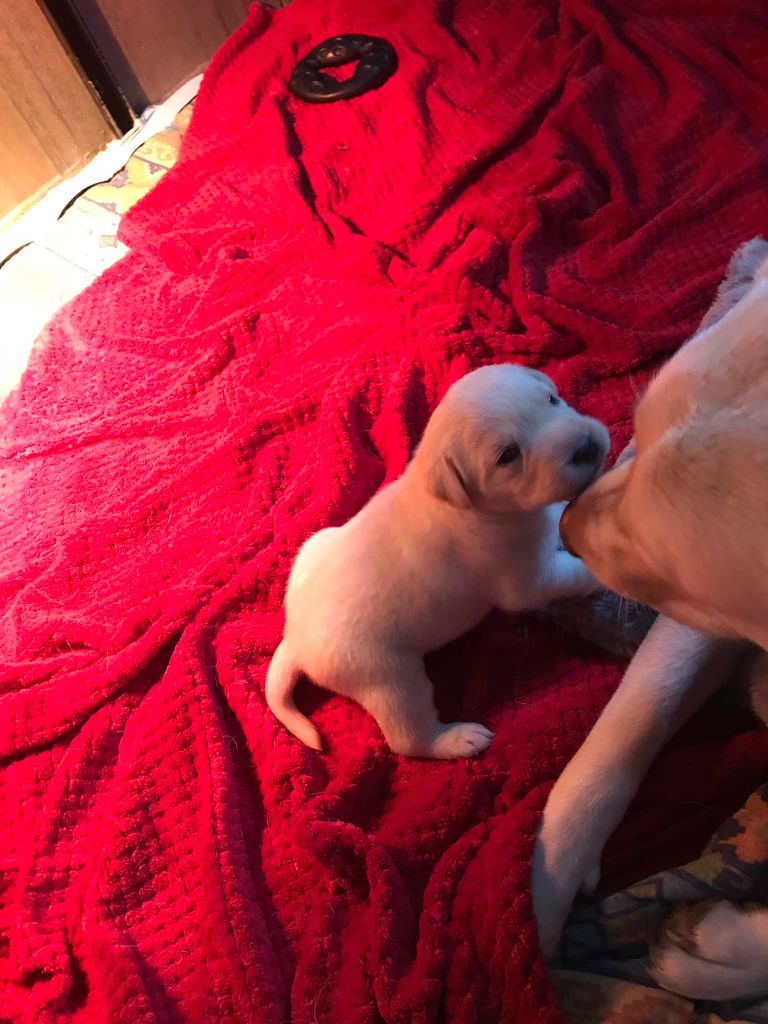 chiot Labrador Retriever De La Palombiculture Normande