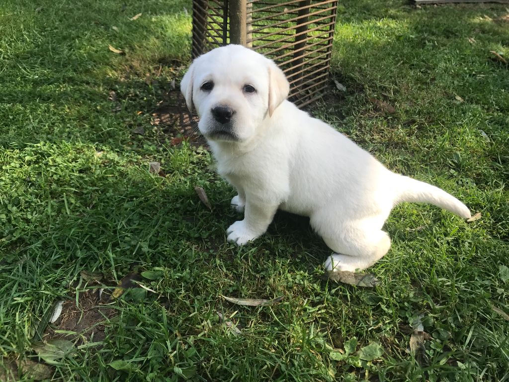 De La Palombiculture Normande - Chiots disponibles - Labrador Retriever