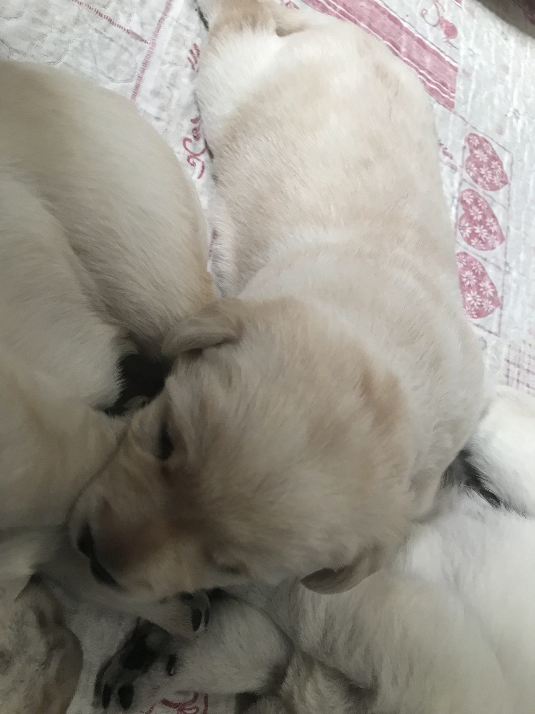 De La Palombiculture Normande - Chiots disponibles - Labrador Retriever