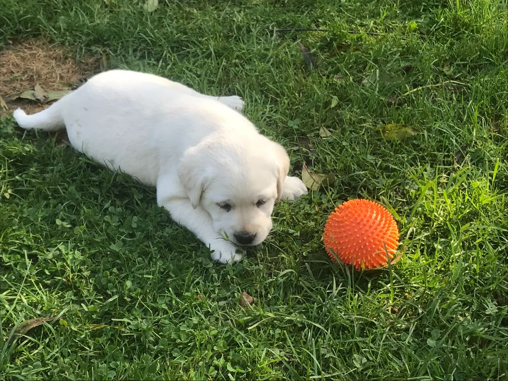 De La Palombiculture Normande - Chiots disponibles - Labrador Retriever
