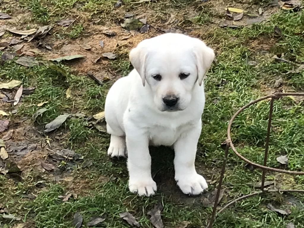 De La Palombiculture Normande - Chiots disponibles - Labrador Retriever