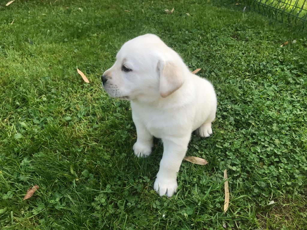 De La Palombiculture Normande - Chiots disponibles - Labrador Retriever