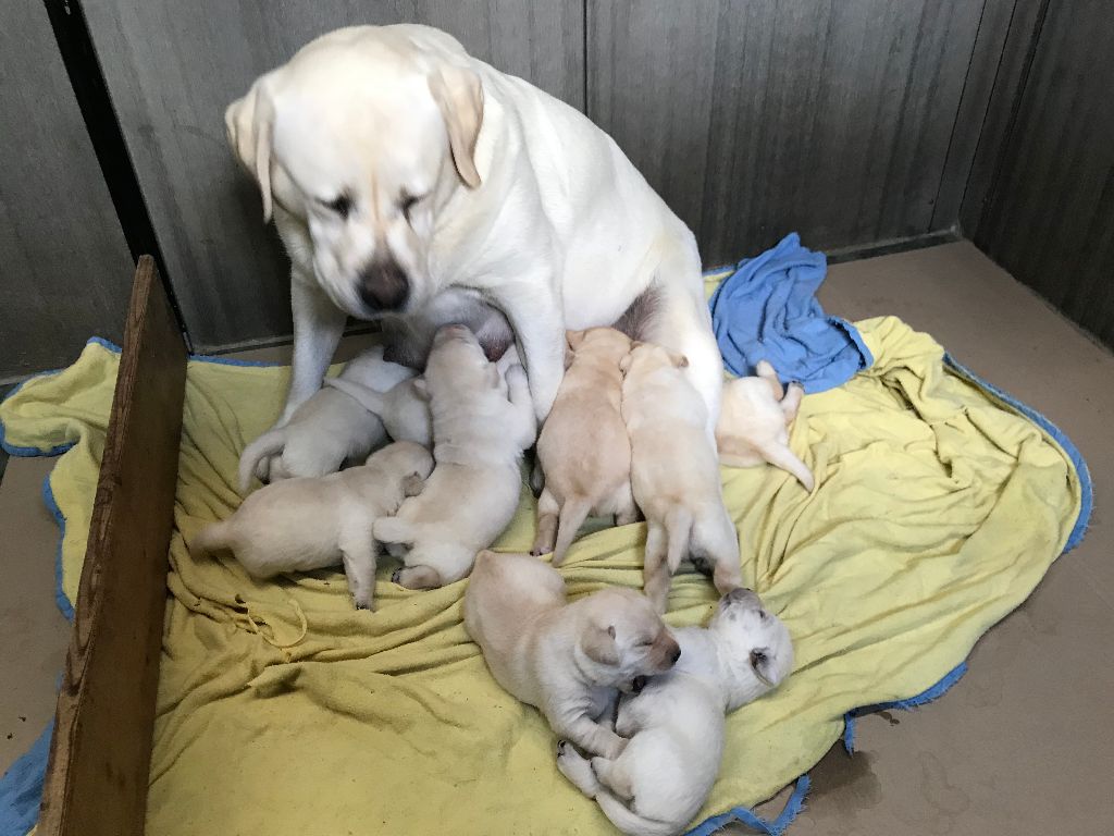 De La Palombiculture Normande - Labrador Retriever - Portée née le 19/08/2020