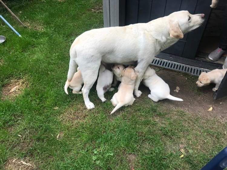 Chiot Labrador Retriever De La Palombiculture Normande