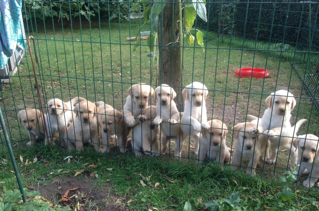 De La Palombiculture Normande - Labrador Retriever - Portée née le 13/07/2017