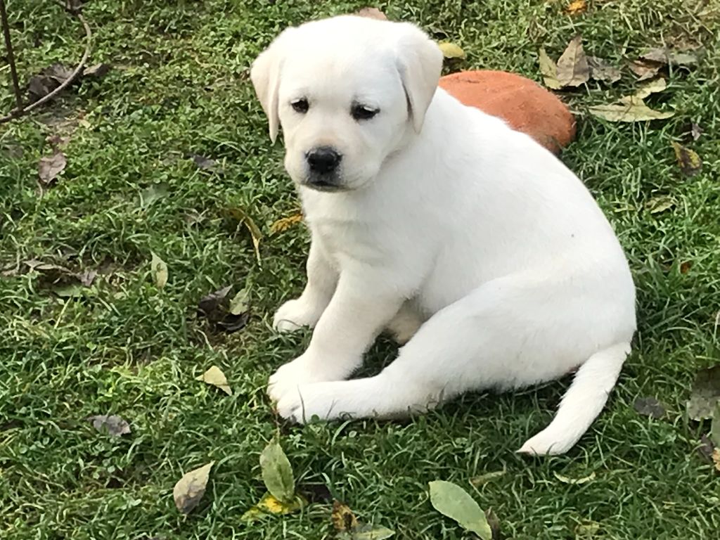De La Palombiculture Normande - Chiots disponibles - Labrador Retriever