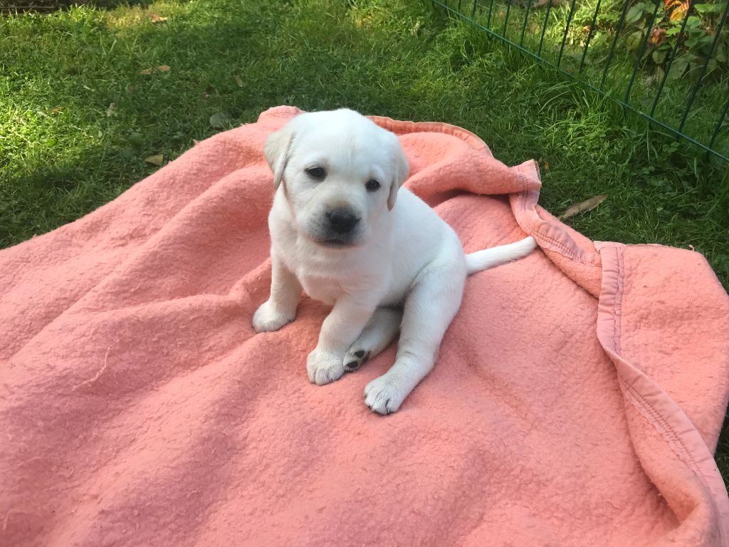 De La Palombiculture Normande - Chiots disponibles - Labrador Retriever