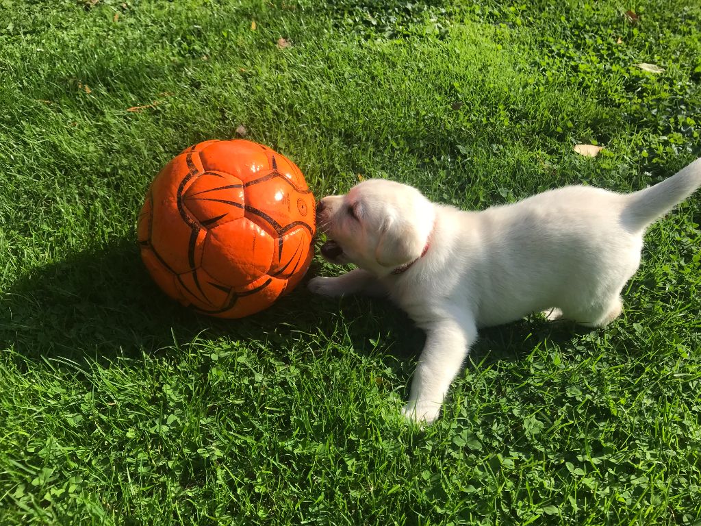 De La Palombiculture Normande - Chiots disponibles - Labrador Retriever