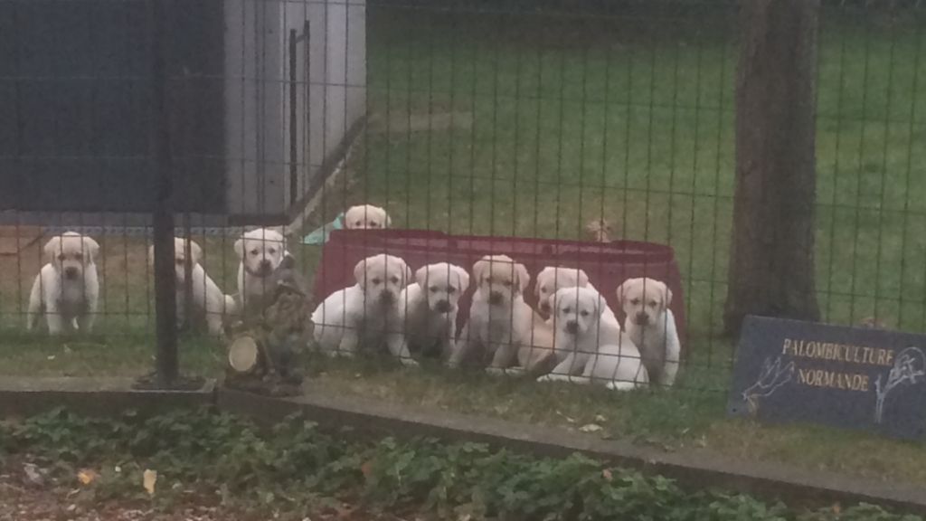 De La Palombiculture Normande - Labrador Retriever - Portée née le 18/08/2019
