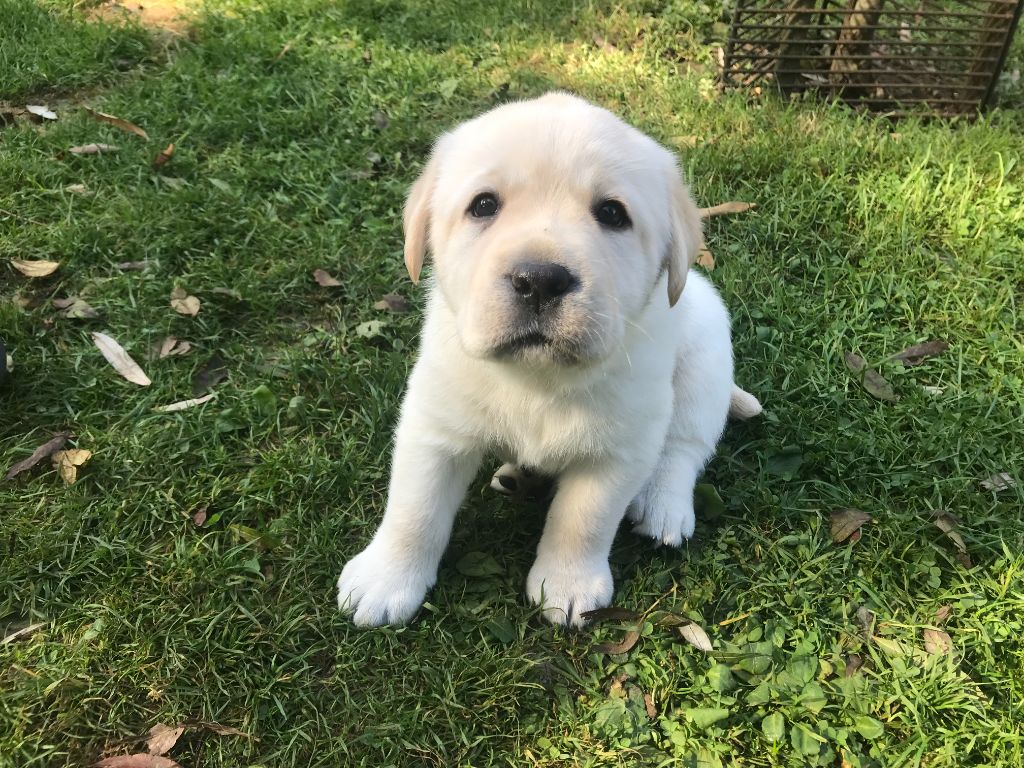 De La Palombiculture Normande - Chiots disponibles - Labrador Retriever