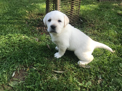 CHIOT 8