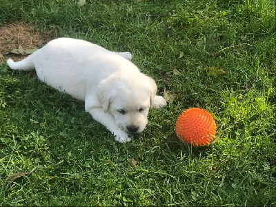 CHIOT 7