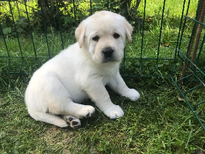 CHIOT 1