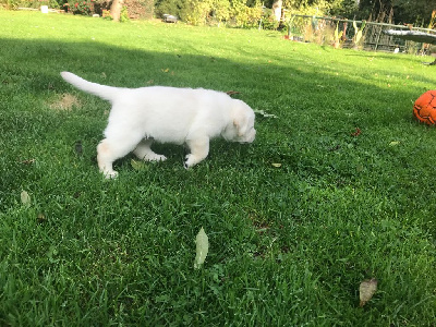 CHIOT 4