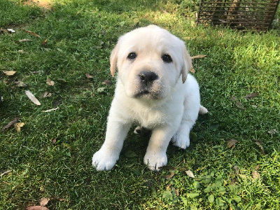 CHIOT 6