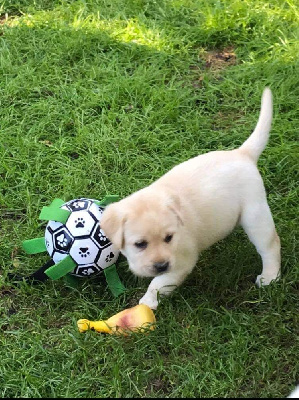 CHIOT