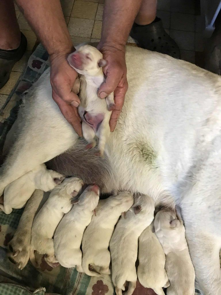 Chiot Labrador Retriever De La Palombiculture Normande
